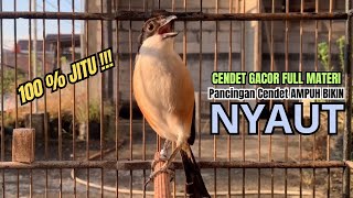 Download lagu burung cendet gacor EMOSI TEMBAKAN MEWAH buat PANCINGAN CENDET AGAR BUNYI bikin BURUNG PENTET GACOR mp3