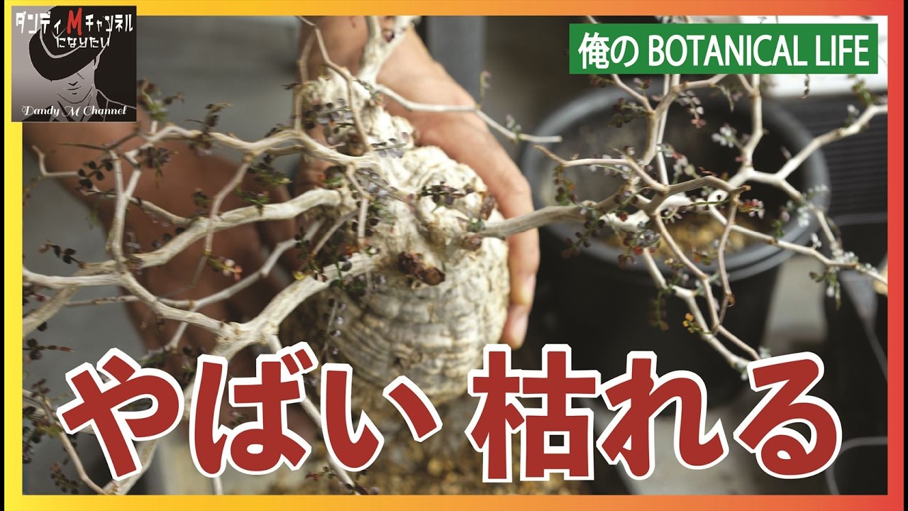 やばいパキプス（前編）高額なパキプスが枯れてきた！色も白くなり葉も落ち枝にもシワが・・・こうなったらアレしかない