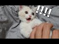 The Reason A Baby Cat Bites Me And Attacks Me