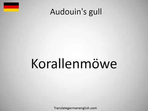 How to say Audouin's gull in German?