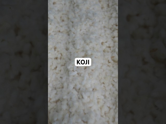 Vídeo relacionado con Kensho | Koji-Kin | Esporas de Aspergillus Oryzae | Elaboración Koji Casero Natural | Elaboración de Sakes, Amazakes y Salsas | Fermentación Natural | Comida Japonesa | 10 grs