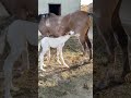 Horse Female Soi Hui For Sale Nature Natural Horse Village