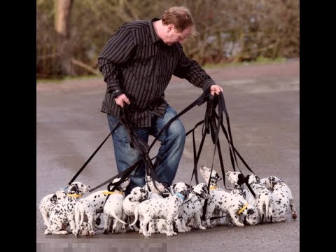 litter of Dalmatians born World record