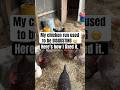 My Chicken Run Was Pretty Gross Until I Made This One Change Chickencoop Chickens Homesteading