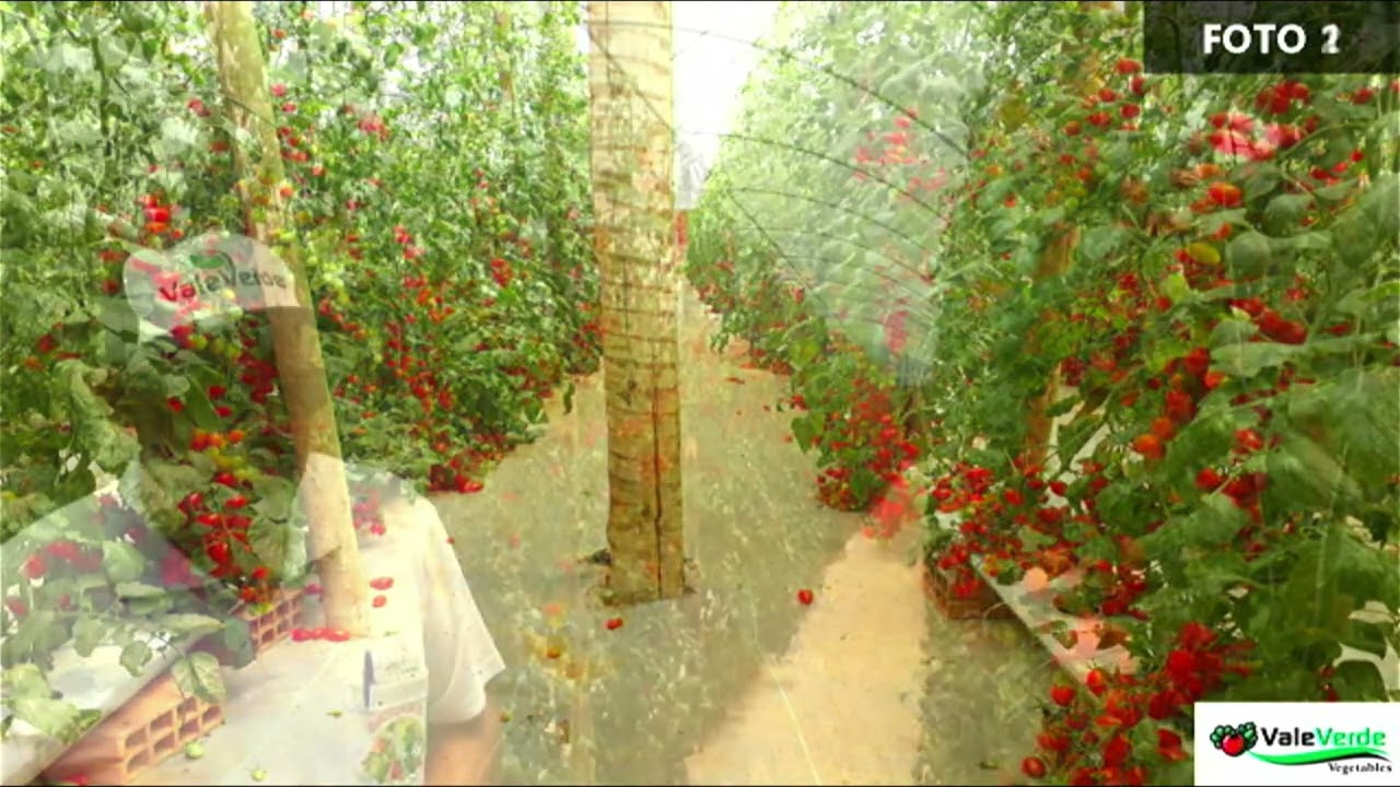 Cultivo de tomates especiais no sistema hidropônico - Paulo Almeida