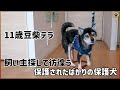 11歳で飼育放棄された豆柴保護犬のテラ