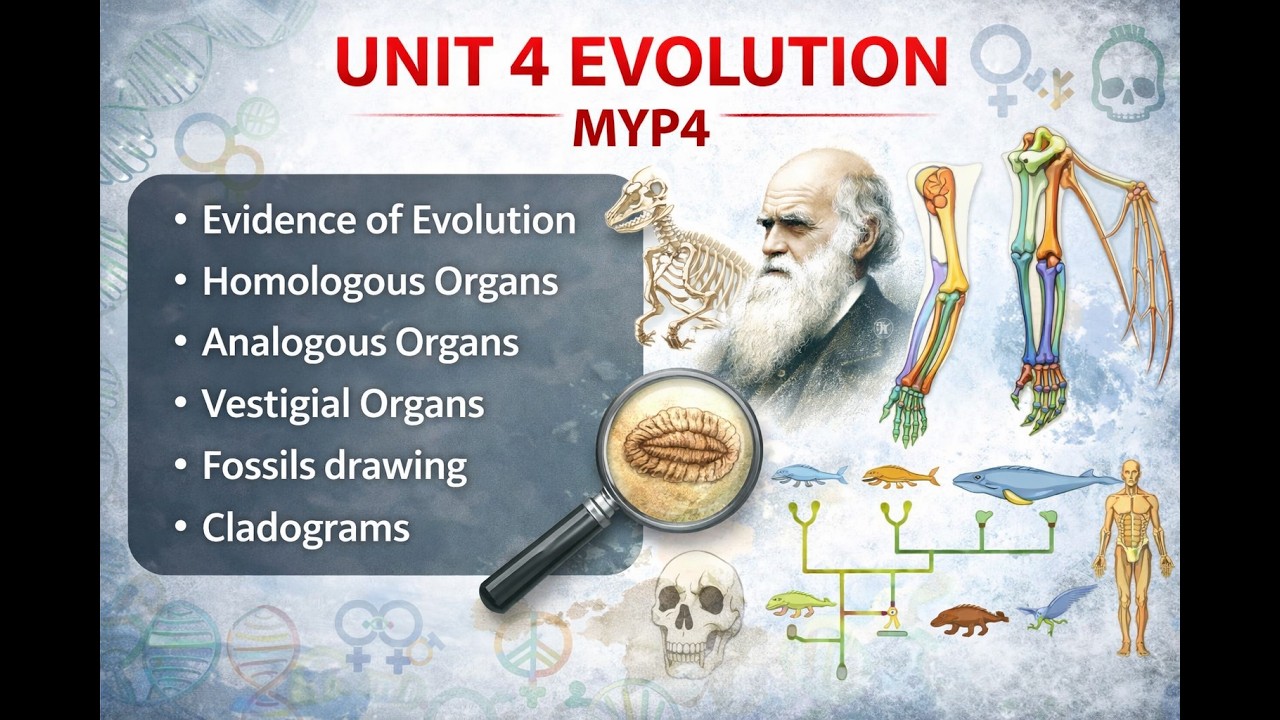 UNIT 4 EVOLUTION – MYP4