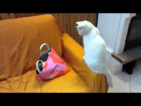 Il gatto nel sacco.mp4