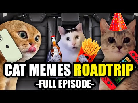 Cat MEMES Roadtrip Compilation Full 1 Hour