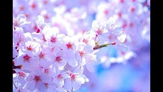 野に咲く花のように  Live