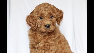 Video preview image #1 Goldendoodle (Miniature) Puppy For Sale in GAP, PA, USA