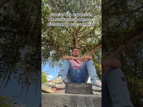 Conoce más sobre este maravilloso lugar 🌱 ceiba del municipio de Saladoblanco Huila 🙏