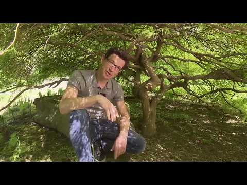 Japanische Ahorne - winterhart