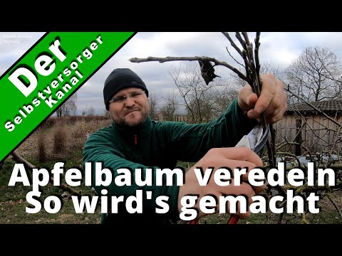 How to properly graft an apple tree. Here's how.