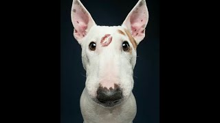 Why do we love bull terriers?Because it's one of the most cheerful dogs.Do not believe?Watch  video