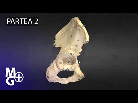 Coxal Bone (part 2) Anatomy Course/3D Presentation