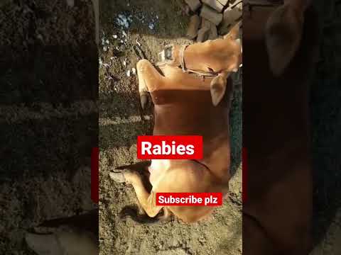 , title : 'symptoms of rabies disease in cattle'