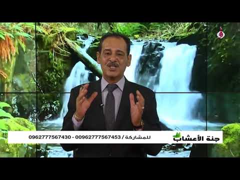 , title : 'فوائد عرق السوس مع خبير الاعشاب حسن خليفة - جنة الاعشاب'
