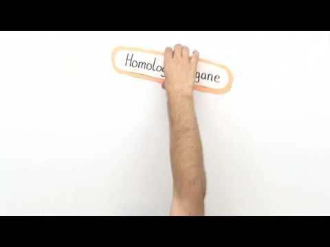 HOMOLOGIE | HOMOLOGE ORGANE ALS BELEG DER EVOLUTION | Biologie | Evolutionsbiologie