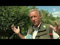 Biesbosch-bijen in de verdrukking