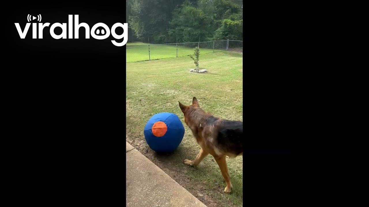 German Shepherd Plays With Giant Ball || ViralHog