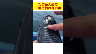 狙っても二度と釣れない珍しすぎる魚が釣れた  #fishing #釣り