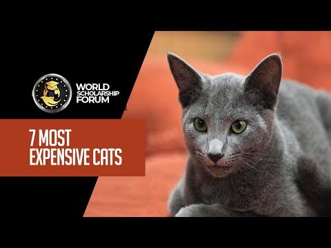 7 Most Expensive Cats