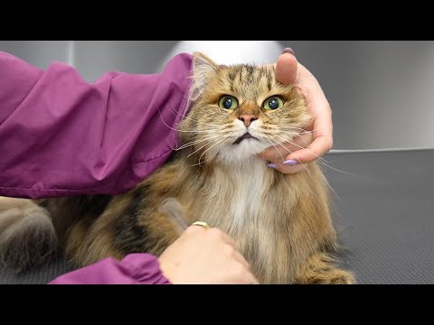 I've never seen a Siberian Forest Cat that looks like this before