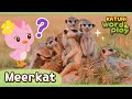 Meerkat Katuri Word Play Learn Animals Animals For Kids To Learn