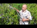 Tropical Farmer Tone In South Florida Community Garden