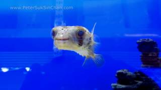 A Cute PufferFish...too cute to handle