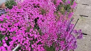 だんだんと花の季節になってきましたね