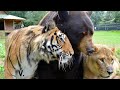 Tiger Bear And Lion Live Together As Friends Best Of The BLT Trio