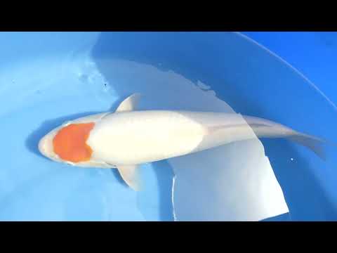 Ginrin Tancho Kohaku