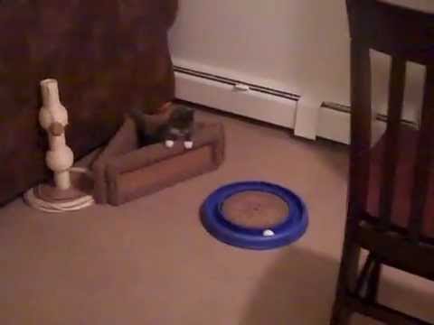 Cosette Being a Cute Kitten