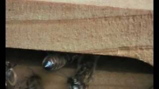 Honeybees throw wasp out of hive