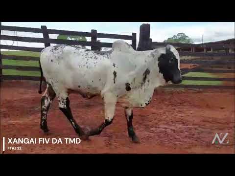 NELORE PINTADO - XANGAI FIV DA TMD - FTAJ 22 - Nasc. 27/11/2023