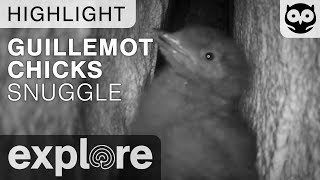 Guillemot Chicks Snuggle - Guillemot Burrow - Live Cam Highlight