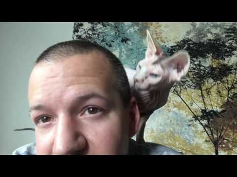 Sphynx cat affection