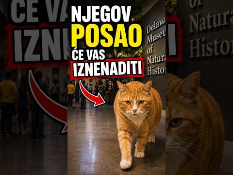 Ovaj mačak je svakog jutra odlazio na posao #macka #cat #pets #macke #macketinashop