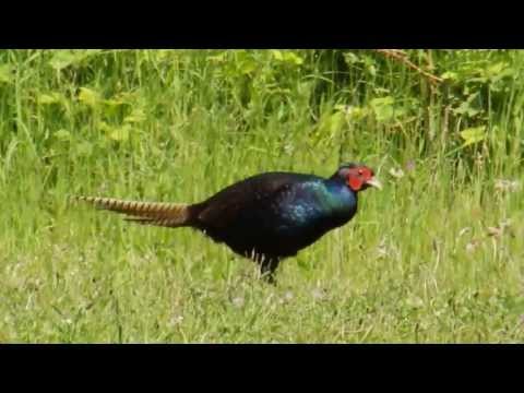 BLACK PHEASANT - PHASIANUS COLCHICUS var. TENEBROSUS