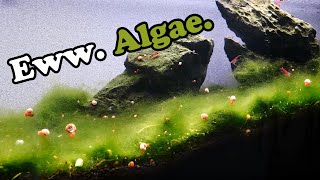 1 Year of ALGAE | Can I restore a crashed aquarium?