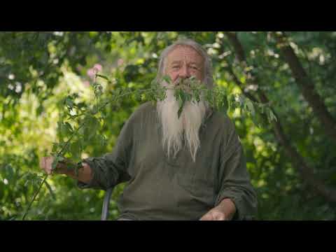 Die Brennnessel - Eine der mächtigsten Heilpflanzen