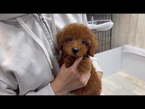 YouTube動画のサムネイル