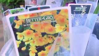 ORCHID HUNTING - Awesome New Exotics at Lowes &amp; Home Depot