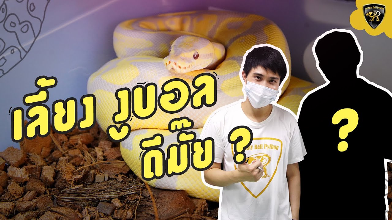 เลี้ยงงูบอล ต้องทำยังไงบ้าง ? "Reality Ball Python" [EP.70]