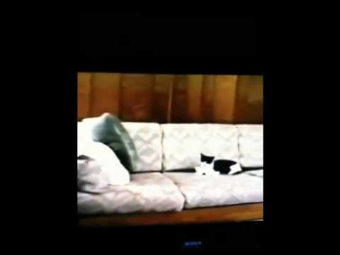 Guile's Theme Goes With Everything: Rat Vs. Cat