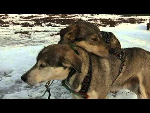 Häng med Maria Forsblom på hundspannstur - Nyhetsmorgon (TV4)