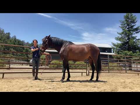 Groundwork: Turn on Haunches