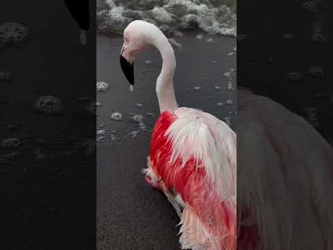 La tranquilidad de un flamenco en la Laguna Mar Chiquita | Miramar de Ansenuza Córdoba 🇦🇷